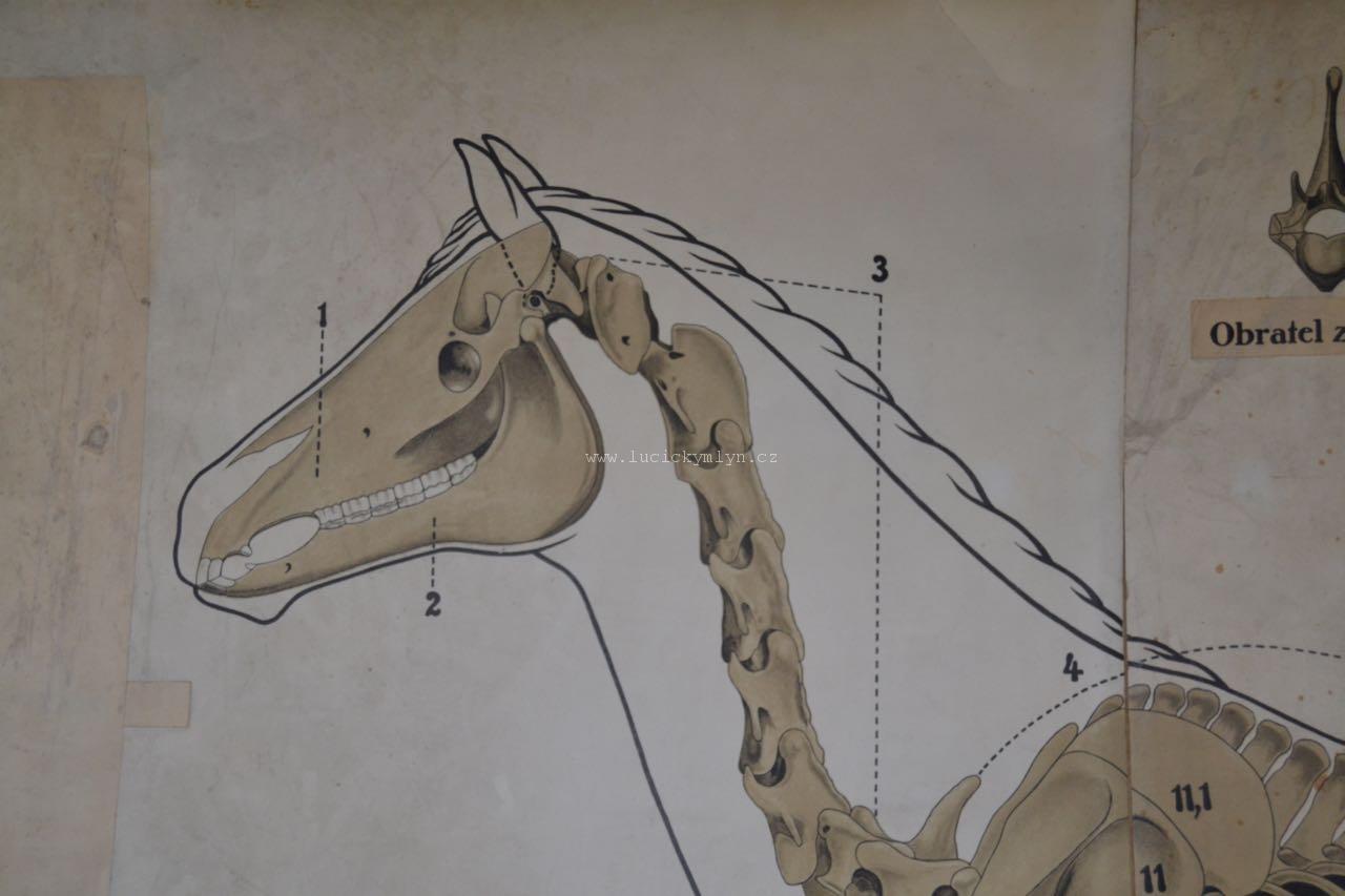 Velký historický a popisný nákres kostry koně