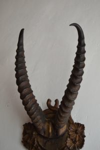 Starožitná lovecká trofej - parůžky antilopa
