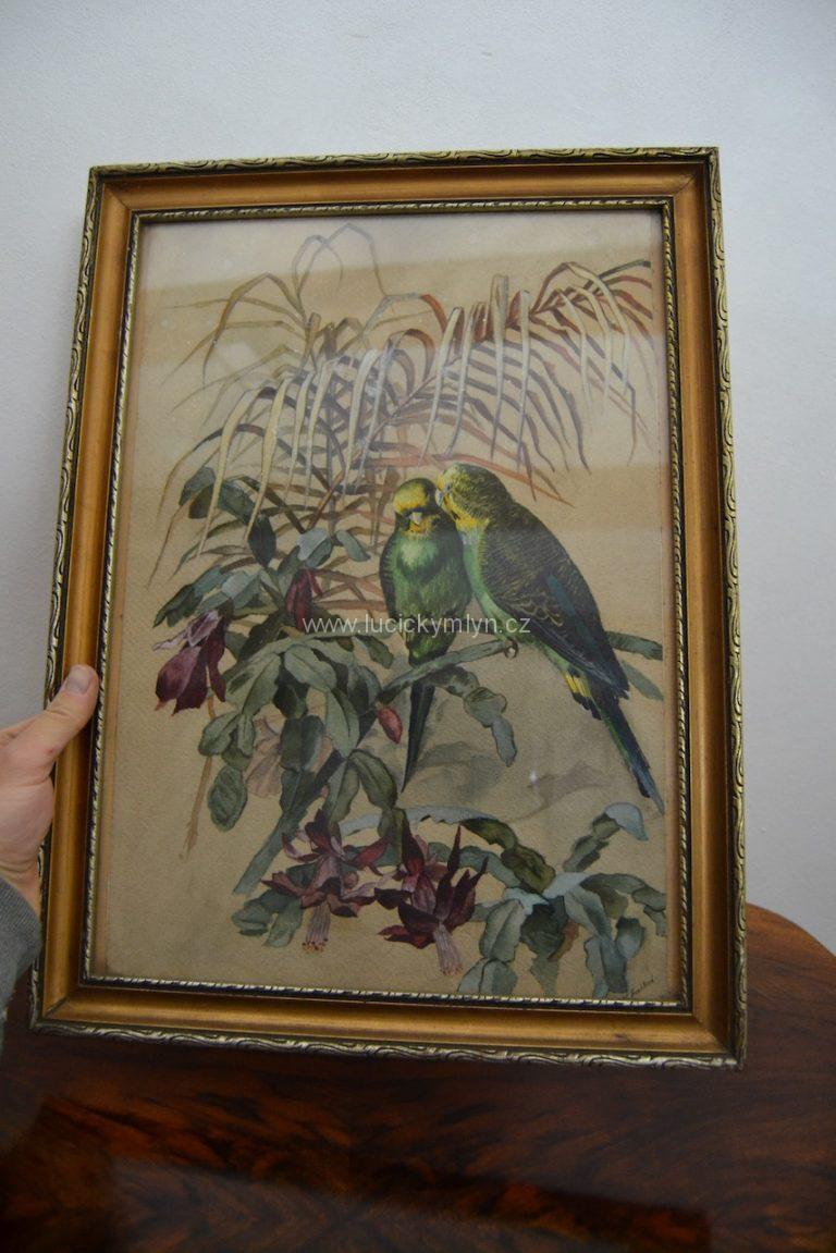 Obraz - jihoameričtí papoušci ara s kvetoucími kaktusy