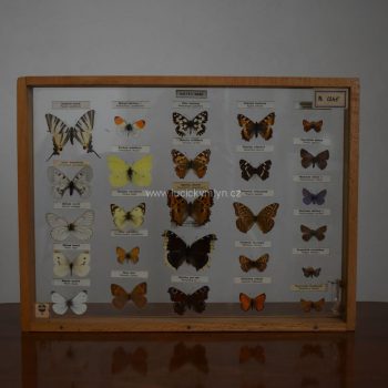 Poučná starožitná školní vitrínka – Motýli denní
