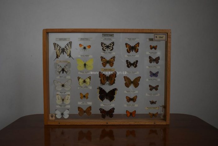 Poučná starožitná školní vitrínka – Motýli denní