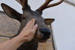 Řezaná hlava jelena s trofejním parožím