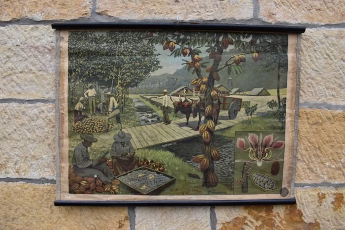 Starožitný školní plakát sklizeň kakaových bobů