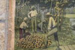 Starožitný školní plakát sklizeň kakaových bobů