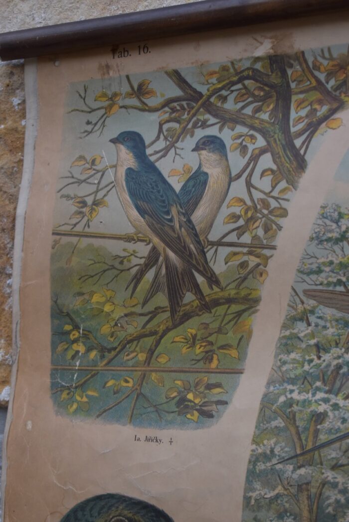 Krásný tištěný plakát s našimi významnými ptáky