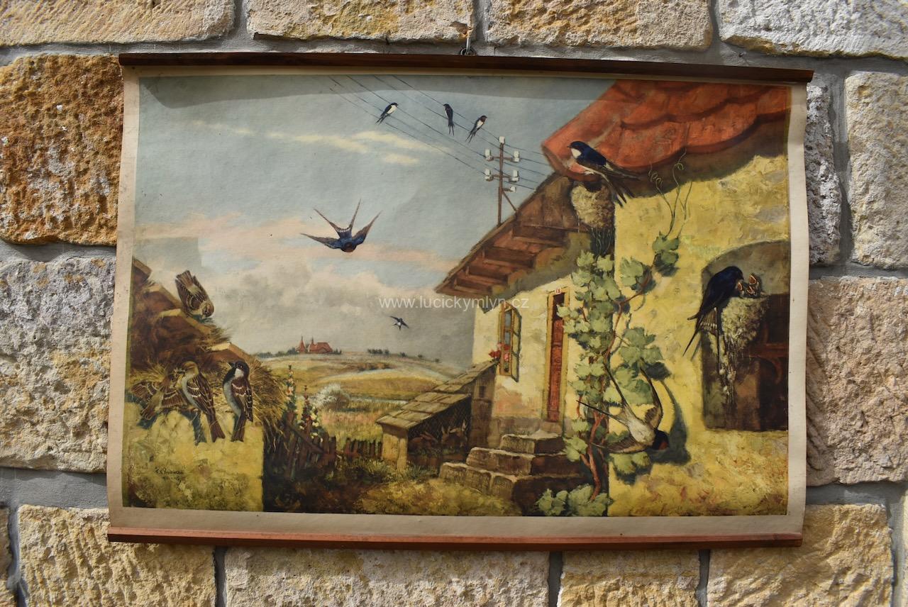 Krásný starožitný tištěný plakát s několika druhy ptáčků Krásný starožitný tištěný plakát s několika druhy ptáčků