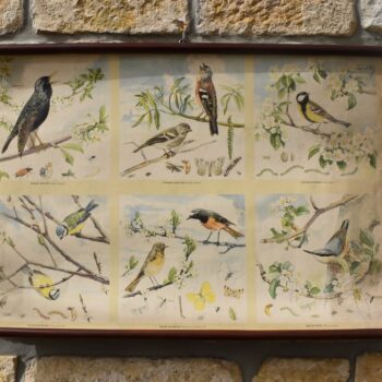 Starožitný plakát s ptáky