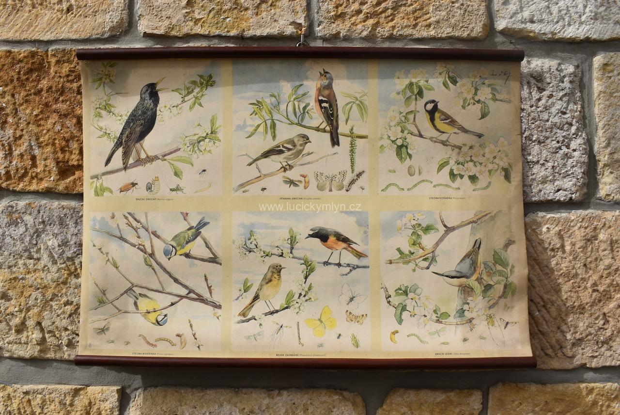 Starožitný plakát s ptáky Starožitný plakát s ptáky