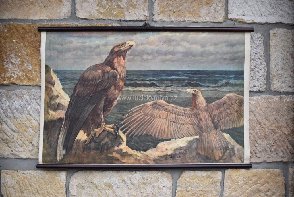 Krásný starožitný tištěný plakát s orly mořskými