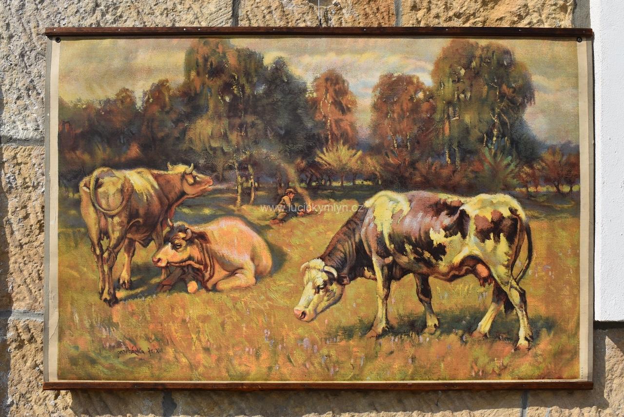 Krásný starožitný tištěný plakát s pasoucími se kravičkami Krásný starožitný tištěný plakát s pasoucími se kravičkami