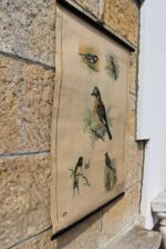 Starožitný plakát s ptáčky