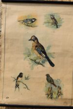 Starožitný plakát s ptáčky