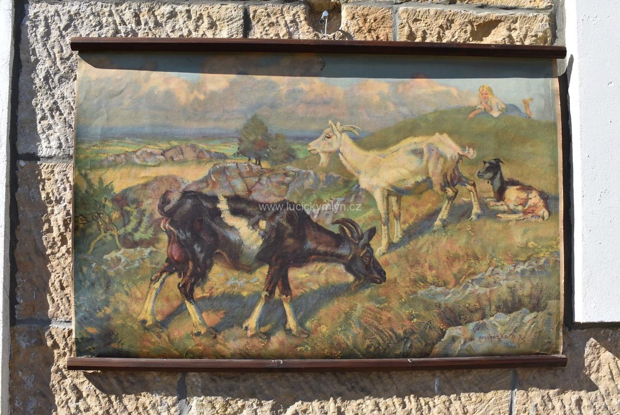 Starožitný plakát František Xaver Procházka Starožitný plakát František Xaver Procházka