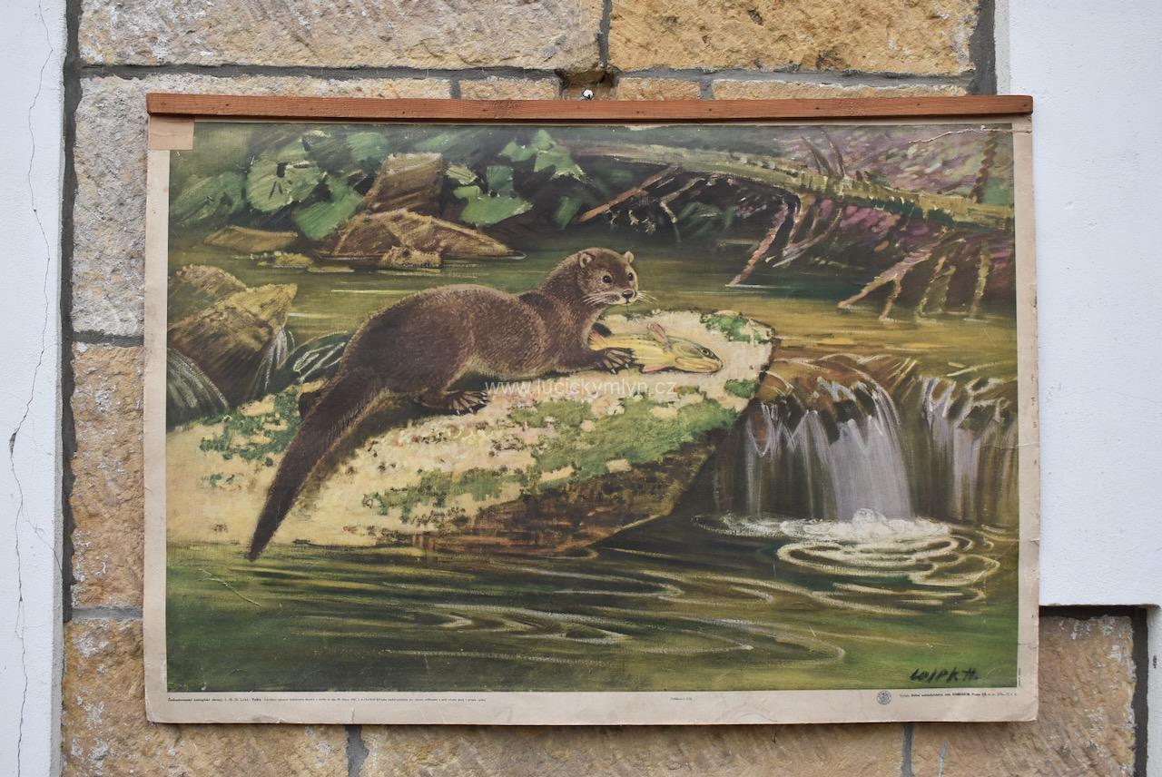 Starožitný plakát s vydrou Starožitný plakát s vydrou