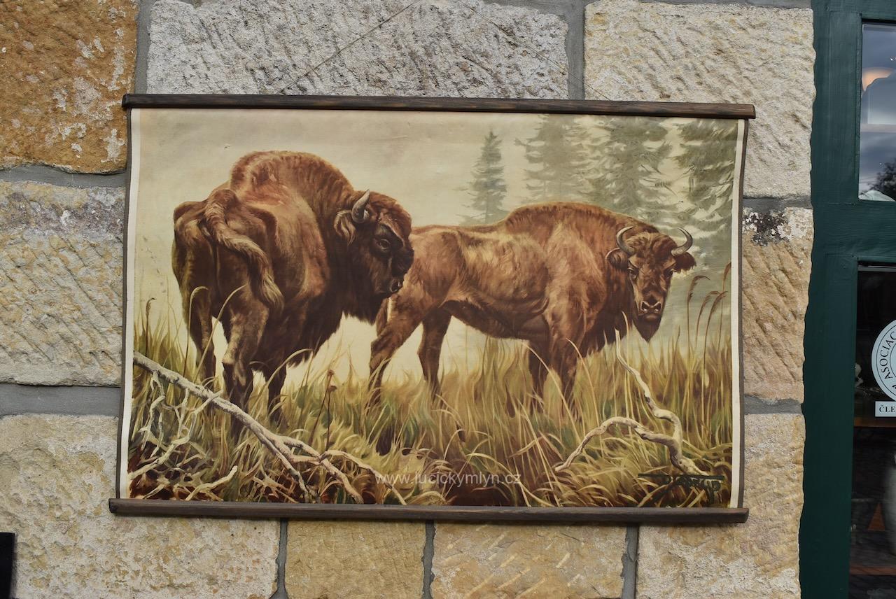 Originální prvorepublikový školní plakát s dvojicí zubrů Originální prvorepublikový školní plakát s dvojicí zubrů