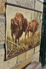 Originální prvorepublikový školní plakát s dvojicí zubrů