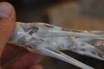 Skleněná plastika žirafy od Jaroslava Brychty, Železnobrodské sklo, 3. čtvrtina 20. století.